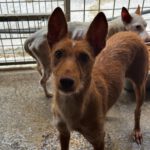 Podenco Dama, 06/2020, ca. 45 cm