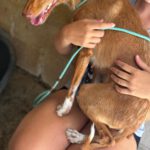 Podenco Dama, 06/2020, ca. 45 cm