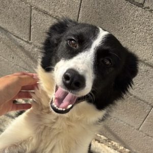 Border Collie Daniela, 01/2025, ca. 50 cm
