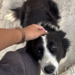 Border Collie Daniela, 01/2025, ca. 50 cm