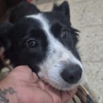 Border Collie Daniela, 01/2025, ca. 50 cm