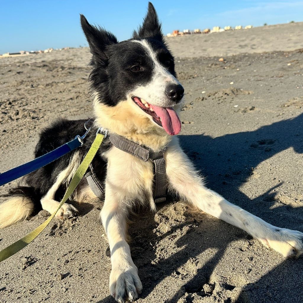 Border Collie Daniela, 01/2025, ca. 50 cm