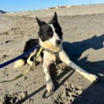Border Collie Daniela, 01/2025, ca. 50 cm