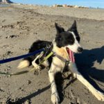 Border Collie Daniela, 01/2025, ca. 50 cm