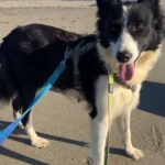 Border Collie Daniela, 01/2025, ca. 50 cm
