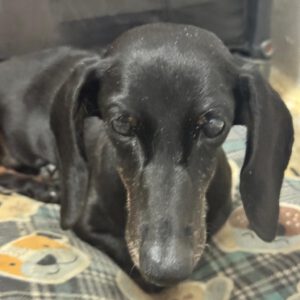 Zwergdackel Destiny, 07/2018, ca. 25 cm