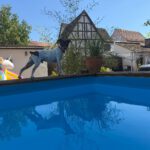 Bodeguero Dune, 04/2021, ca. 35- 40 cm, 61350 Bad Homburg