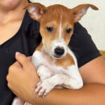 Pinscher Mischling Escudo, 05/2026, Endgröße ca. 25-30 cm