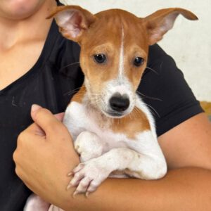 Pinscher Mischling Escudo, 05/2026, Endgröße ca. 25-30 cm