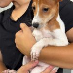 Pinscher Mischling Escudo, 05/2026, Endgröße ca. 25-30 cm