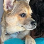 Chihuahua Mischling Esponjita, 01/2026, Endgröße ca. 30 cm, 61191 Rosbach vor der Höhe