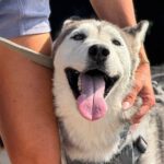 Husky Estrella, 10/2019, ca. 55 cm