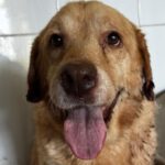 Labrador Fabio, 06/2013, ca. 55 cm
