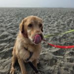 Labrador Fabio, 06/2013, ca. 55 cm