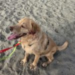 Labrador Fabio, 06/2013, ca. 55 cm