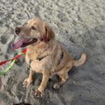 Labrador Fabio, 06/2013, ca. 55 cm