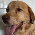 Labrador Fabio, 06/2013, ca. 55 cm