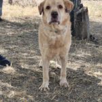 Labrador Fabio, 06/2013, ca. 55 cm