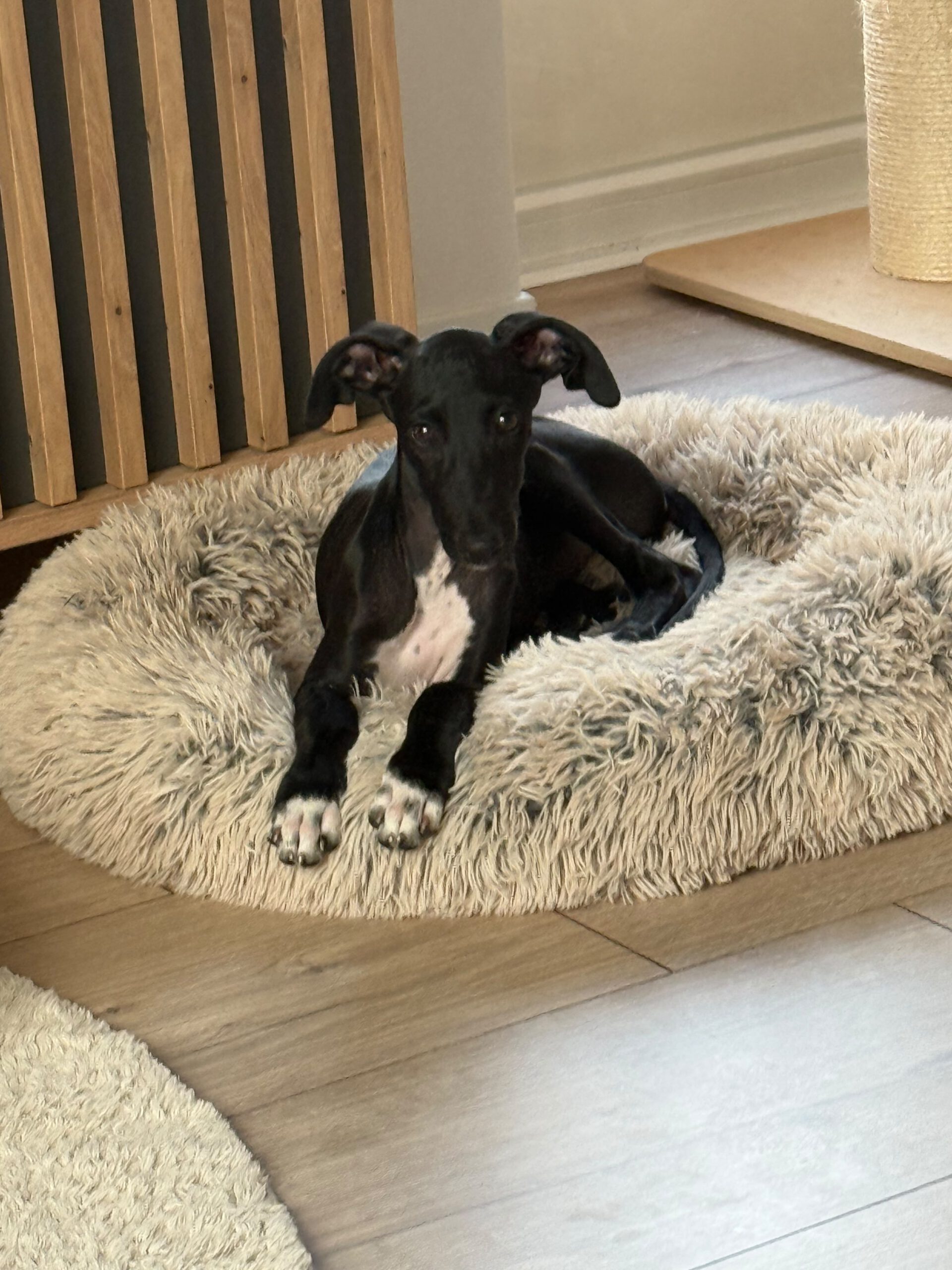 Windhund Mischling Gabriel, 04/2016, Endgröße ca. 45- 50 cm, 24558 Henstedt Ulzburg