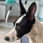 Podenco Collie Mischling Genova, 04/2024, ca. 50 cm