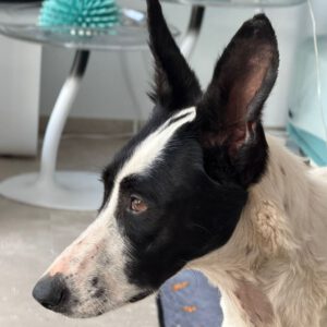 Podenco Collie Mischling Genova, 04/2024, ca. 50 cm