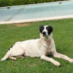 Podenco Collie Mischling Genova, 04/2024, ca. 50 cm