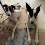 Podenco Collie Mischling Genova, 04/2024, ca. 50 cm