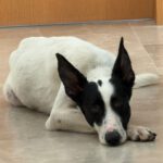 Podenco Collie Mischling Genova, 04/2024, ca. 50 cm