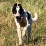 Podenco Collie Mischling Genova, 04/2024, ca. 50 cm