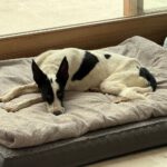 Podenco Collie Mischling Genova, 04/2024, ca. 50 cm
