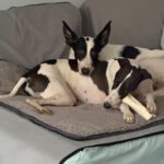 Podenco Collie Mischling Genova, 04/2024, ca. 50 cm