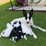 Podenco Collie Mischling Genova, 04/2024, ca. 50 cm
