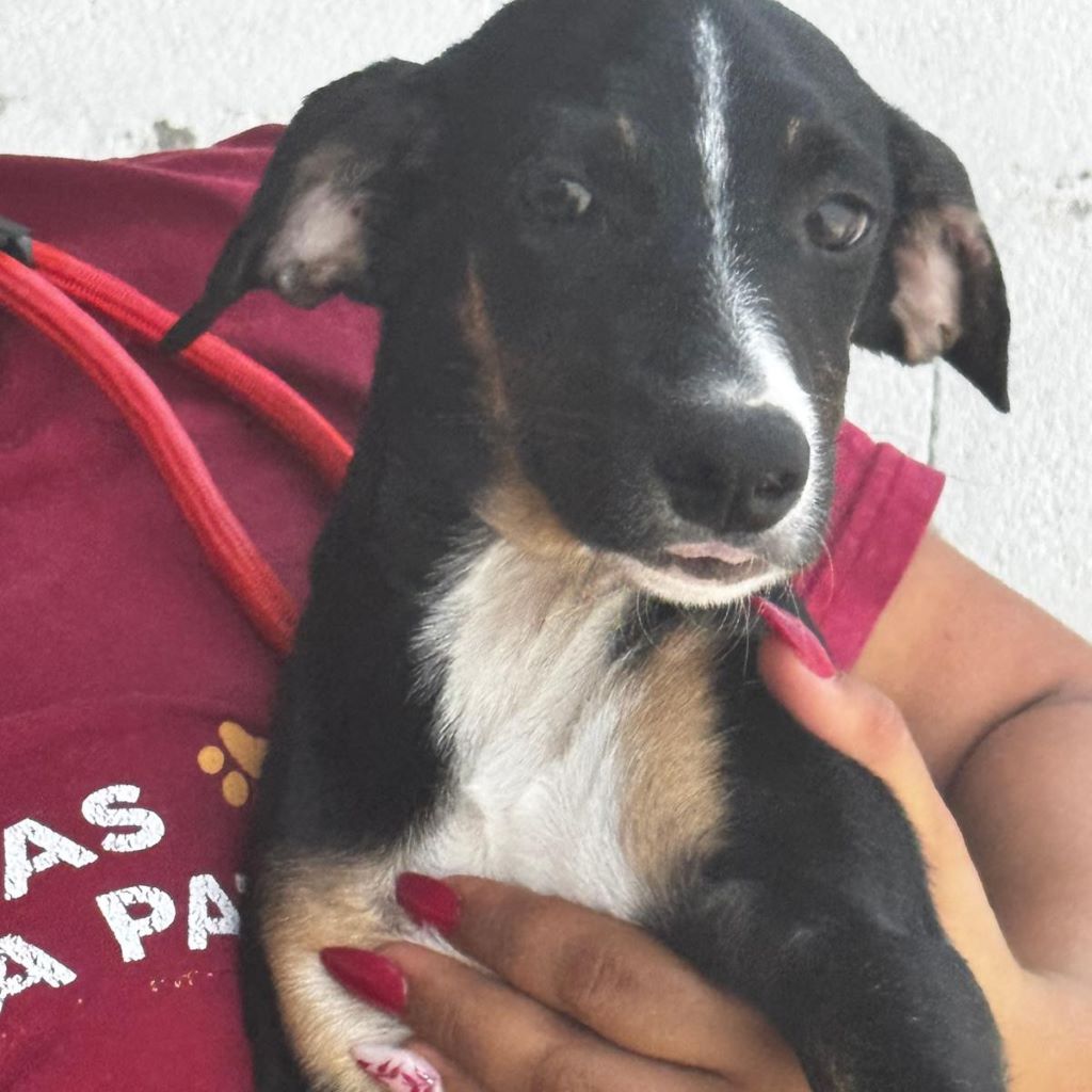 Podenco Collie Mischling Georgia, 03/2026 , Endgröße ca. 55 cm
