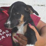 Podenco Collie Mischling Georgia, 03/2026 , Endgröße ca. 55 cm