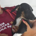 Podenco Collie Mischling Georgia, 03/2026 , Endgröße ca. 55 cm