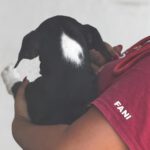 Podenco Collie Mischling Georgia, 03/2026 , Endgröße ca. 55 cm
