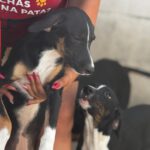 Podenco Collie Mischling Georgia, 03/2026 , Endgröße ca. 55 cm