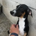 Podenco Collie Mischling Georgia, 03/2026 , Endgröße ca. 55 cm