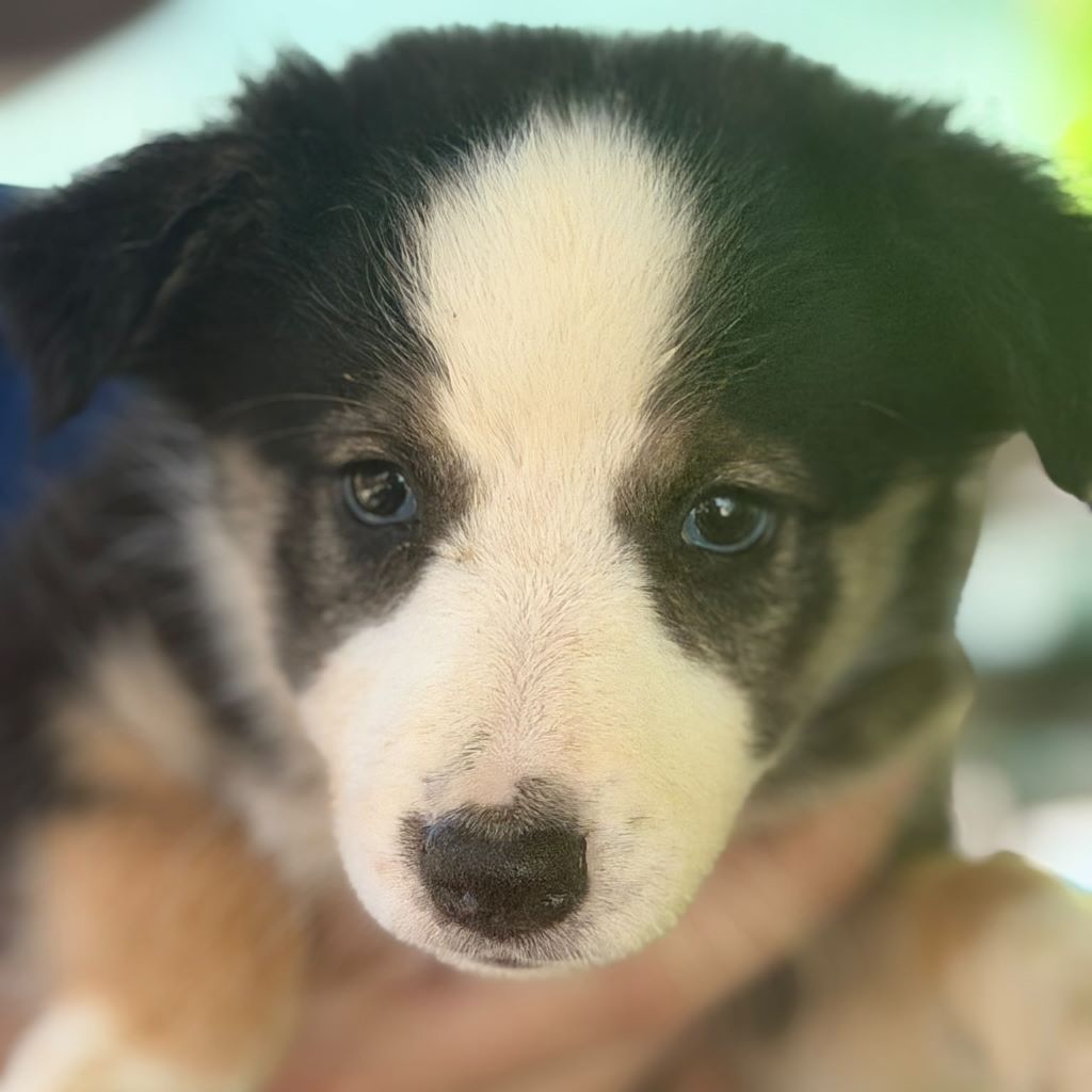 Border Collie Georgina, 04/2026 Endgröße ca. 50 cm