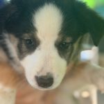 Border Collie Georgina, 04/2026 Endgröße ca. 50 cm