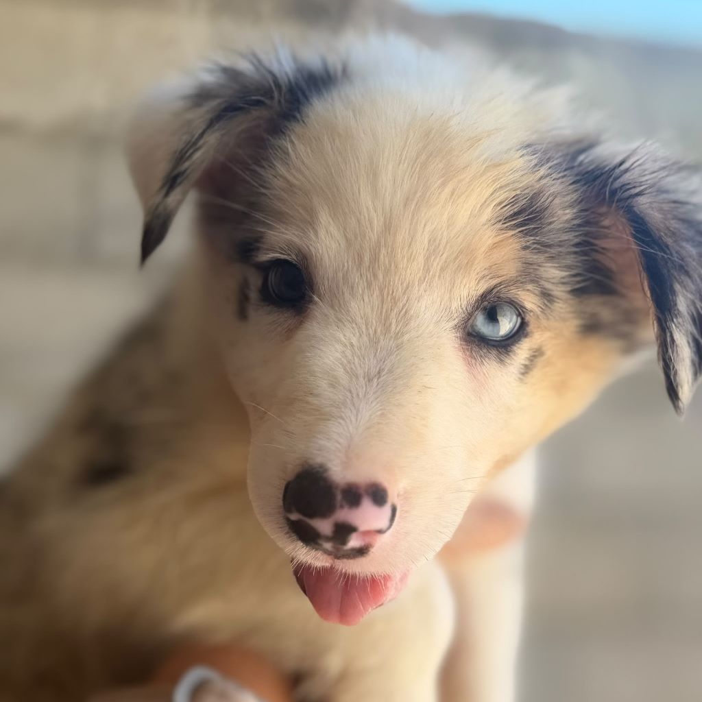Border Collie Gerald, 04/2026 Endgröße ca. 53 cm