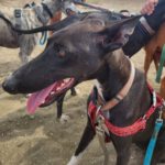 Galgo Gina, 11/2025, Endgröße ca. 65 cm