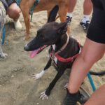 Galgo Gina, 11/2025, Endgröße ca. 65 cm