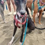 Galgo Gina, 11/2025, Endgröße ca. 65 cm
