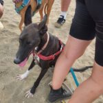 Galgo Gina, 11/2025, Endgröße ca. 65 cm