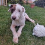 Wasserhund-Mischling Gorda, 06/2017, ca. 47 cm, 30539 Hannover