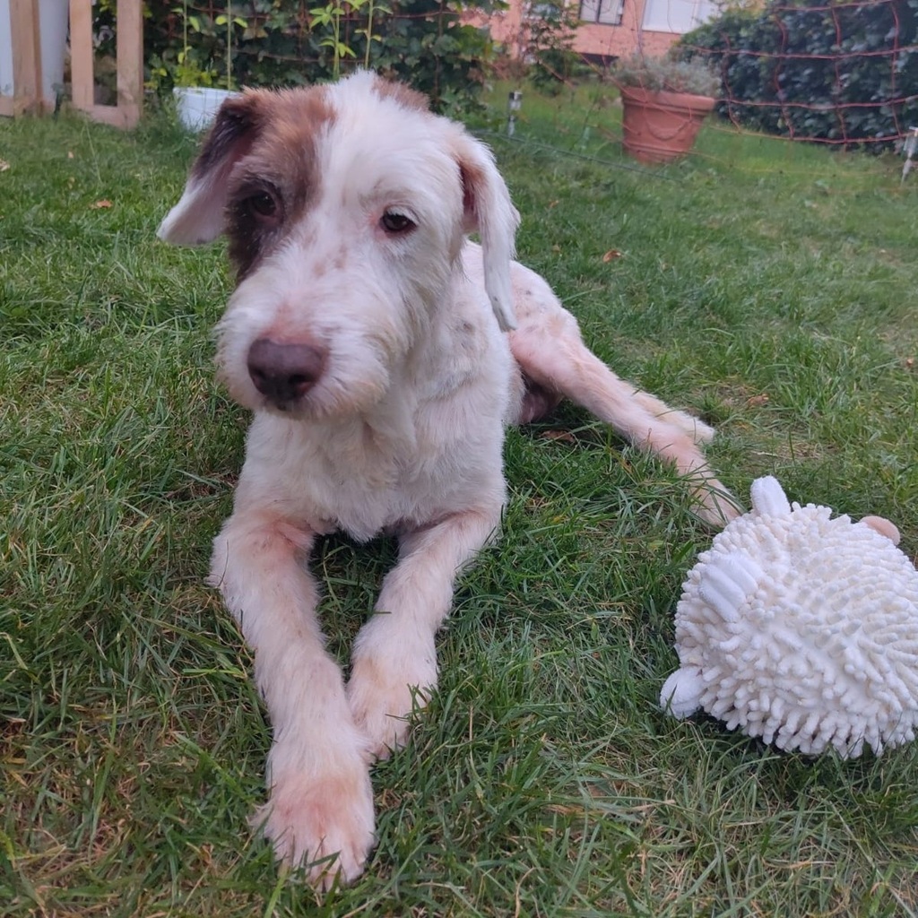 Wasserhund-Mischling Gorda, 06/2017, ca. 47 cm, 30539 Hannover