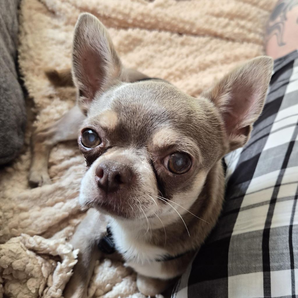 Chihuahua Grey, 12/2021, ca. 25 cm, 73614 Schorndorf