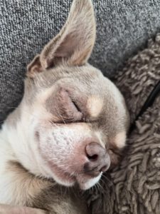 Chihuahua Grey, 12/2021, ca. 25 cm, 73614 Schorndorf