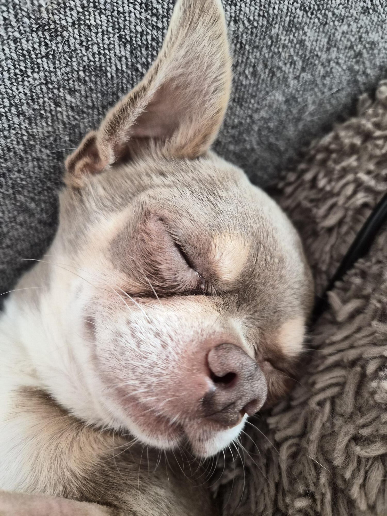 Chihuahua Grey, 12/2021, ca. 25 cm, 73614 Schorndorf